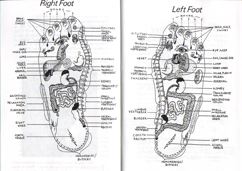 Scalp Reflexology Chart